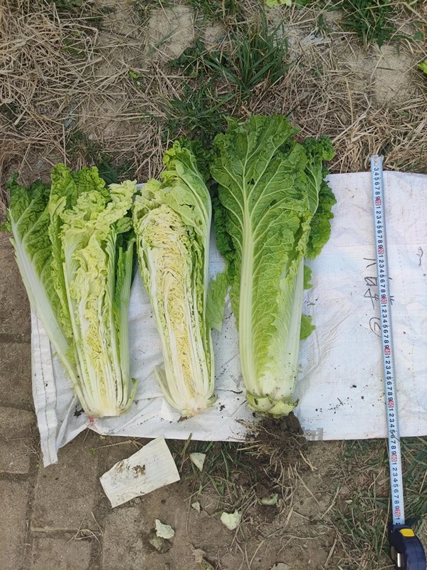 Chinese Cabbage Online(CC-65) factory