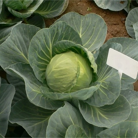 cabbage seeds for sale (2)