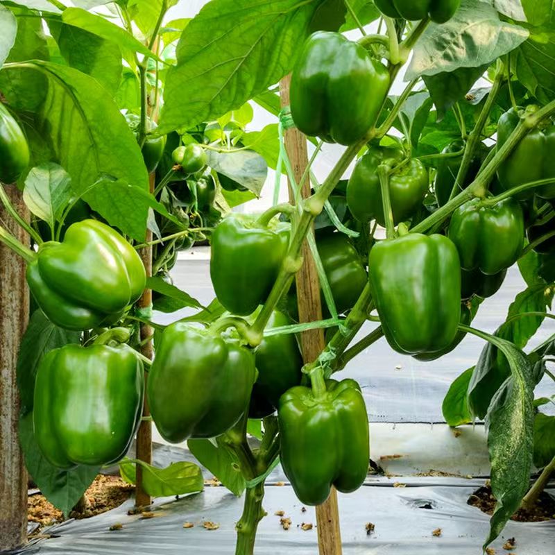 Rohelised pipraseemned