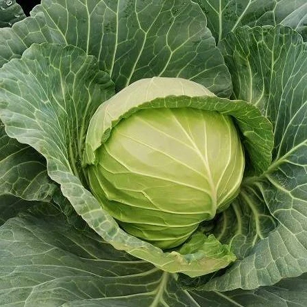 cabbage seeds2