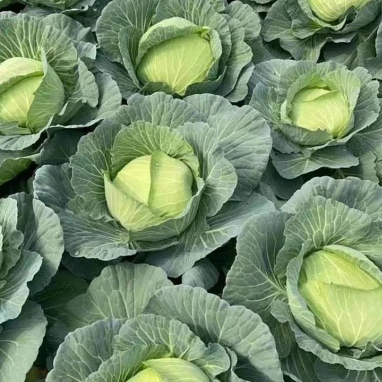 cabbage seeds3