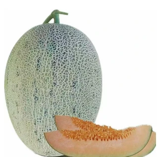 Semillas de melón resistentes al transporte ME-227(2)
