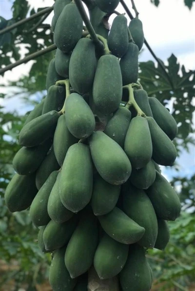Varased orgaanilised papaiaseemned
