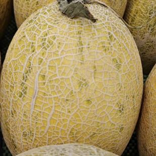 Kollane koorega oranž{0}}punane viljaliha meloniseemned ME-150G